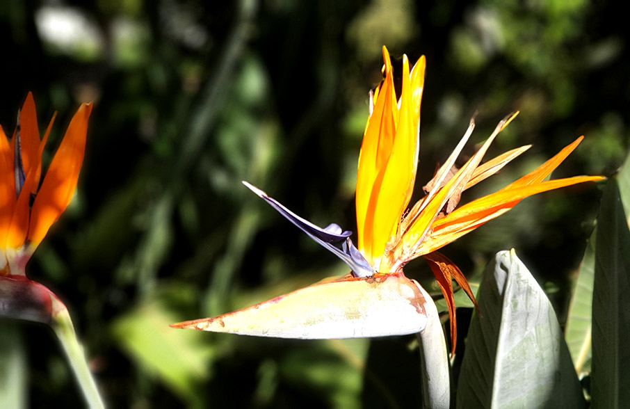 Μεγάλα φυτά εσωτερικού χώρου για το σπίτι-2