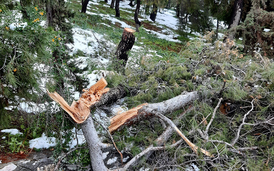 meteo-γιατί-έπεσαν-τόσα-δέντρα-στην-κακοκα-561271744