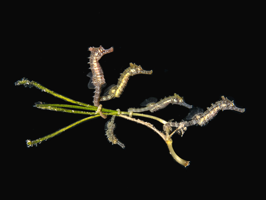 «Κλικ» στο βυθό-10