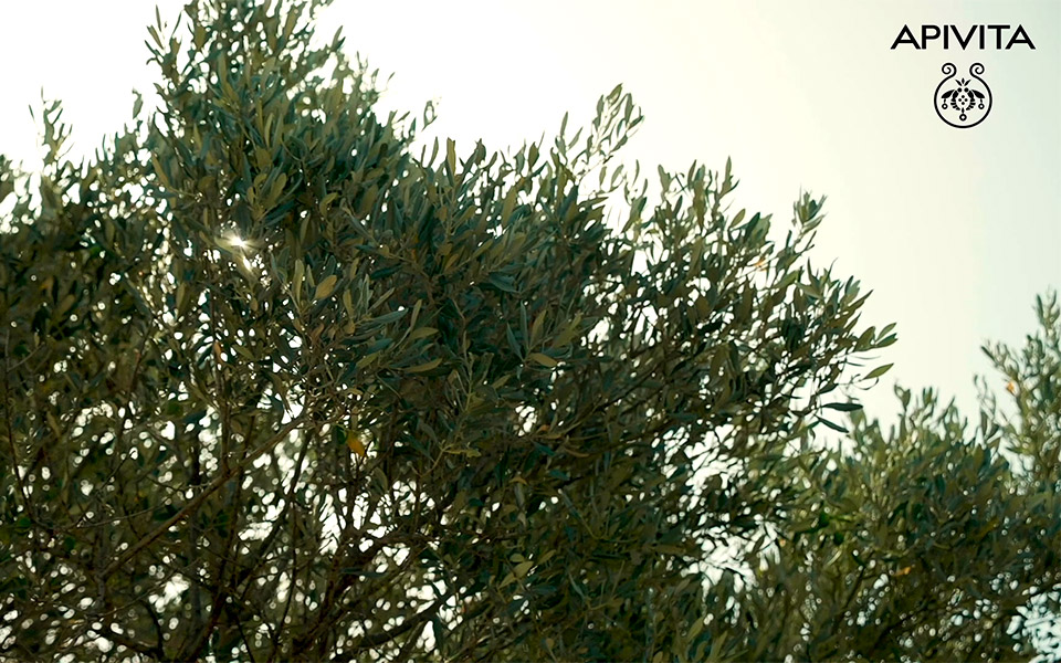 δέσμευσή-μας-η-προστασία-του-πλανήτη-561283867