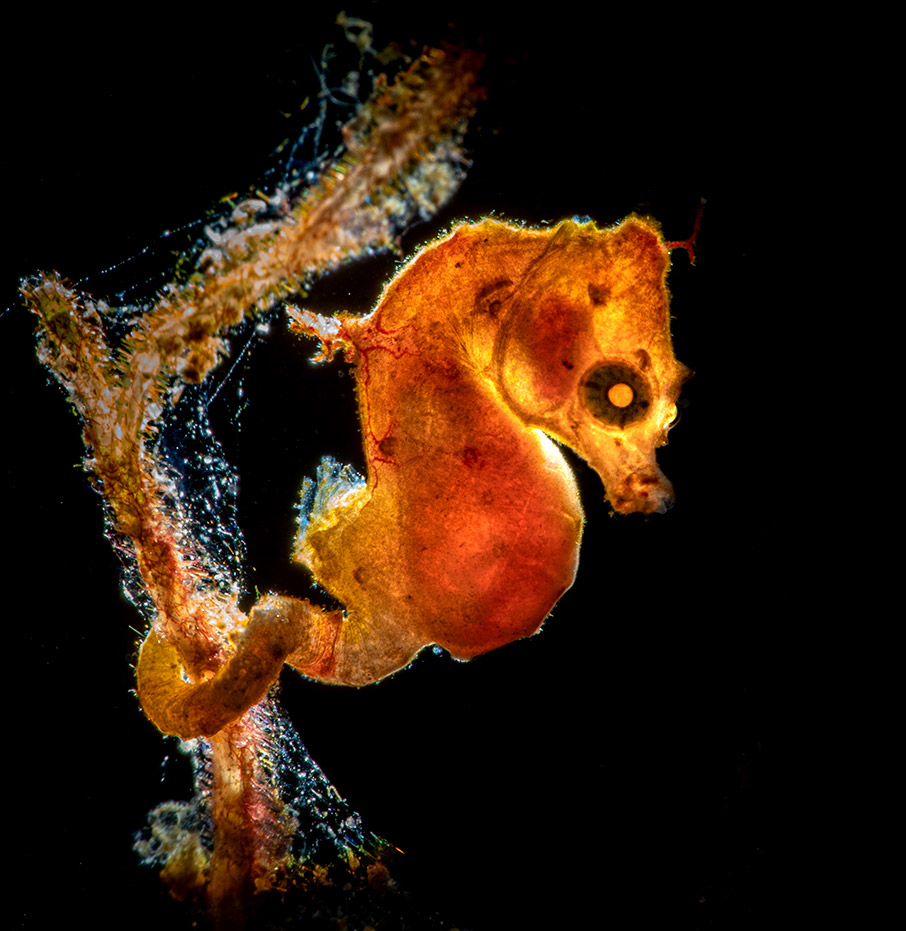 «Κλικ» στο βυθό-1