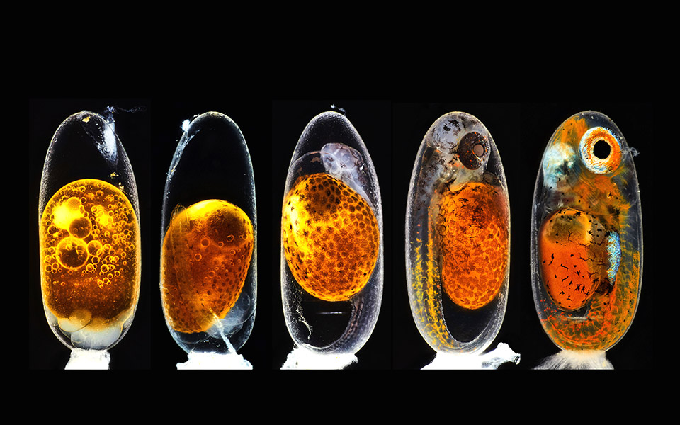 ζουμ-στη-φύση-561281197