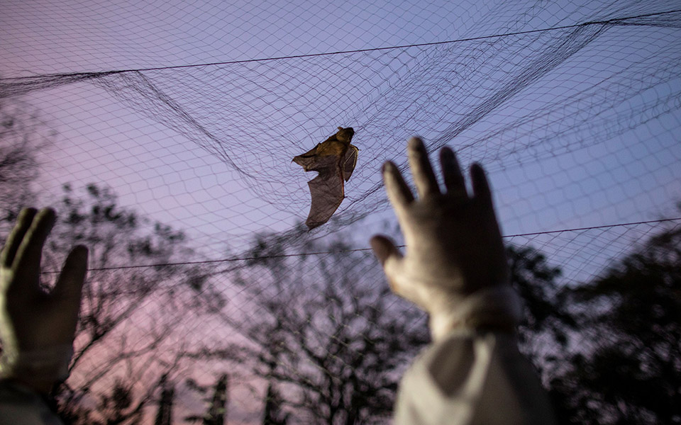 Οι «κυνηγοί ιών» μελετούν νυχτερίδες για την αποφυγή μελλοντικών πανδημιών-6