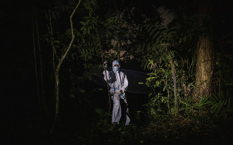 Οι «κυνηγοί ιών» μελετούν νυχτερίδες για την αποφυγή μελλοντικών πανδημιών-7