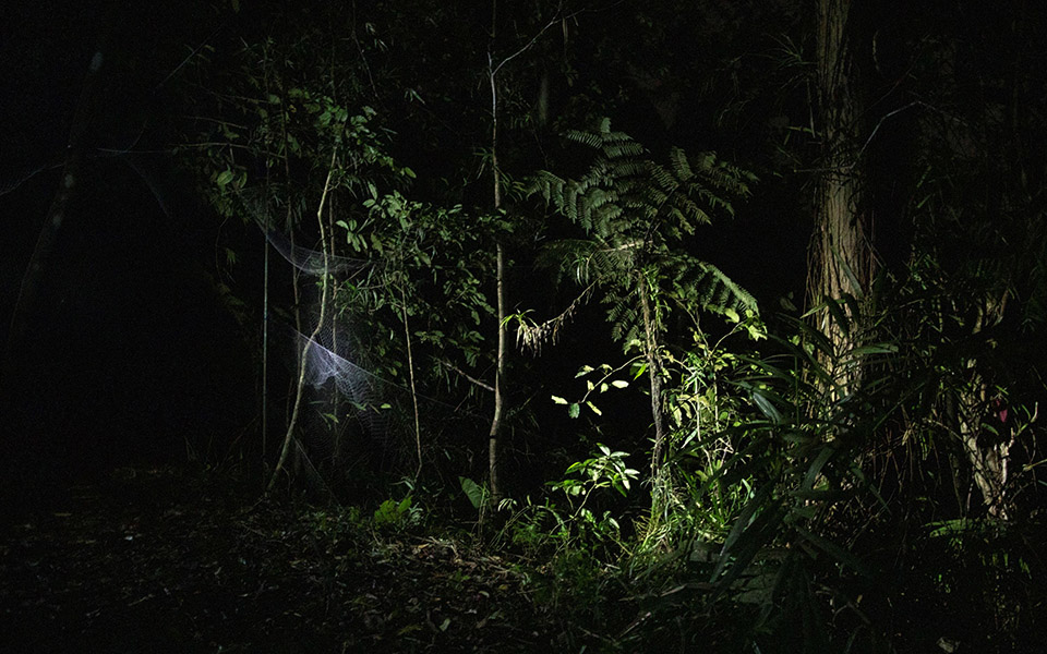 Οι «κυνηγοί ιών» μελετούν νυχτερίδες για την αποφυγή μελλοντικών πανδημιών-4