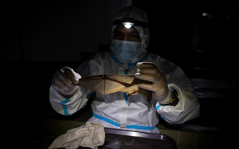 Οι «κυνηγοί ιών» μελετούν νυχτερίδες για την αποφυγή μελλοντικών πανδημιών-17