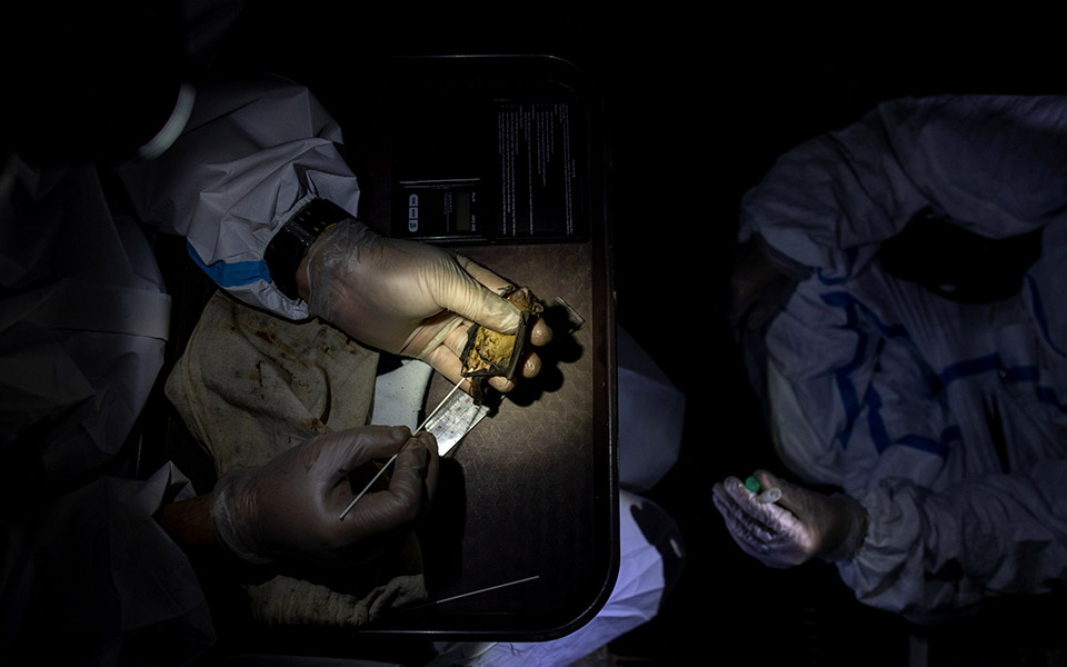 Οι «κυνηγοί ιών» μελετούν νυχτερίδες για την αποφυγή μελλοντικών πανδημιών-15