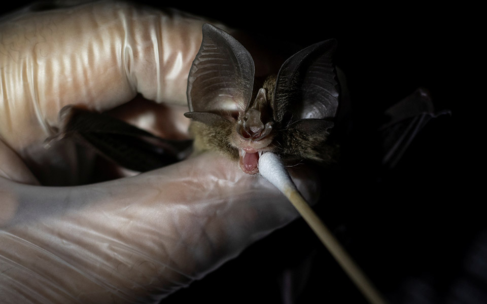 Οι «κυνηγοί ιών» μελετούν νυχτερίδες για την αποφυγή μελλοντικών πανδημιών-16