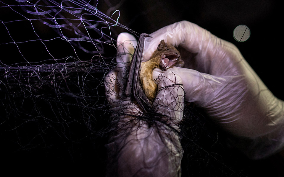 Οι «κυνηγοί ιών» μελετούν νυχτερίδες για την αποφυγή μελλοντικών πανδημιών-10