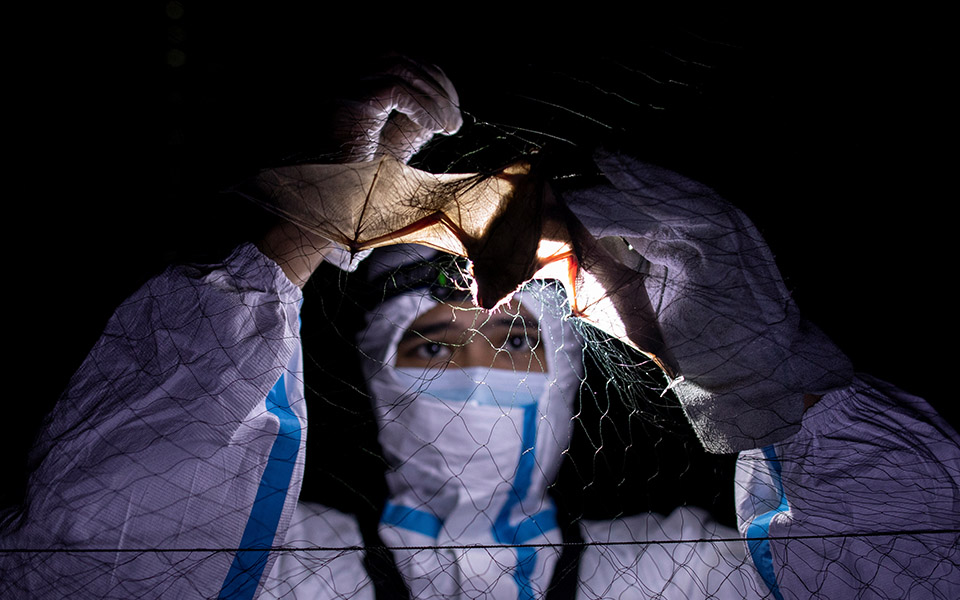 Οι «κυνηγοί ιών» μελετούν νυχτερίδες για την αποφυγή μελλοντικών πανδημιών-11