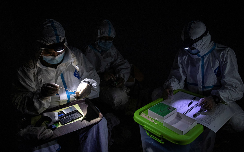 Οι «κυνηγοί ιών» μελετούν νυχτερίδες για την αποφυγή μελλοντικών πανδημιών-13