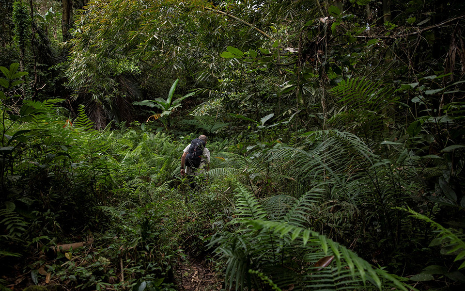 Οι «κυνηγοί ιών» μελετούν νυχτερίδες για την αποφυγή μελλοντικών πανδημιών-1