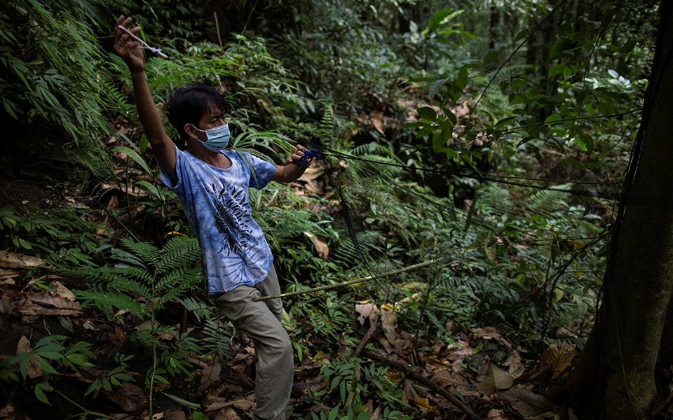 Οι «κυνηγοί ιών» μελετούν νυχτερίδες για την αποφυγή μελλοντικών πανδημιών-2