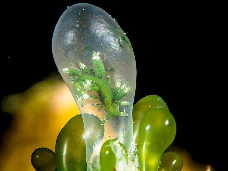 «Κλικ» στο βυθό-5