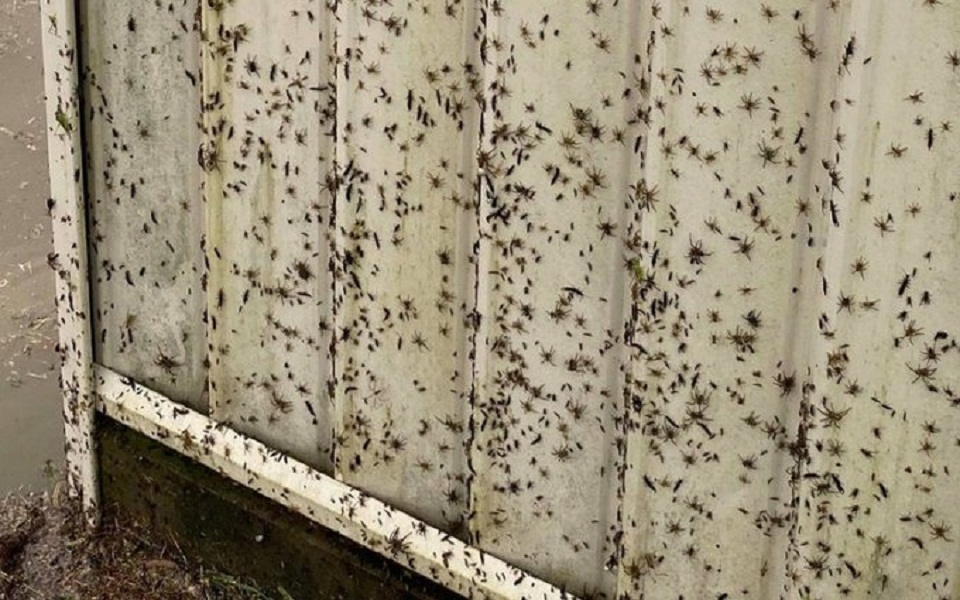 αυστραλία-πλημμύρα-και-από-αράχνες-561302863