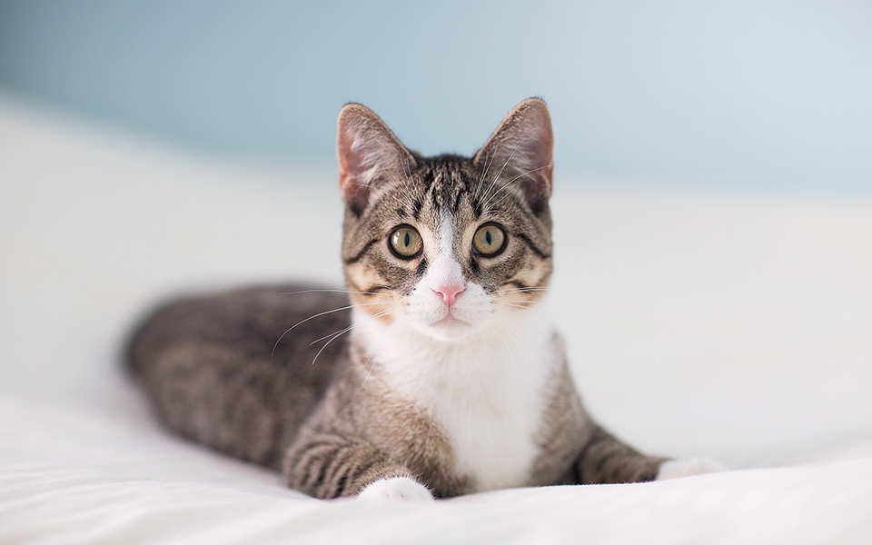 γιατί-οι-γάτες-δεν-μισούν-τους-εχθρούς-561309595