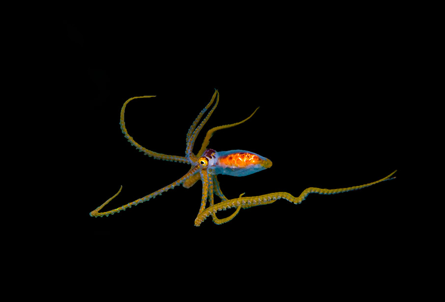 Φωτογραφίζοντας έναν κόσμο υπό απειλή-4