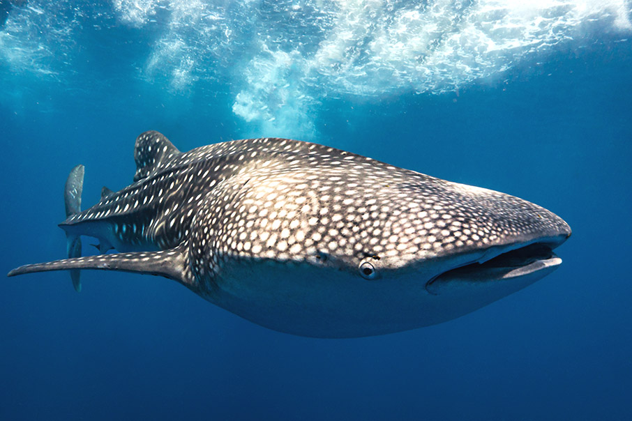 Φωτογραφίζοντας έναν κόσμο υπό απειλή-7