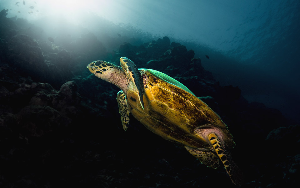 φωτογραφίζοντας-έναν-κόσμο-υπό-απειλ-561284410