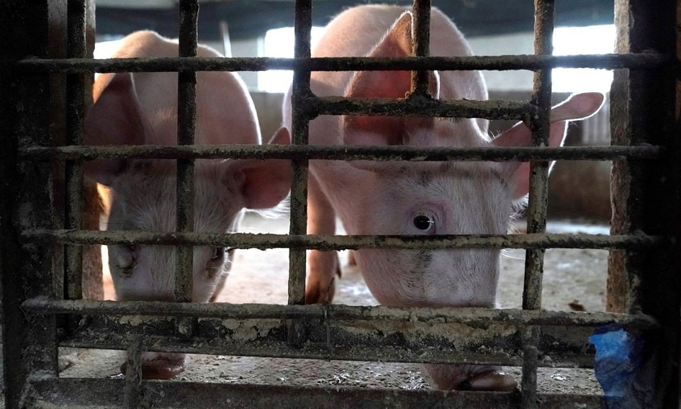 πώς-η-γρίπη-των-χοίρων-συνέβαλε-στην-πα-561292000