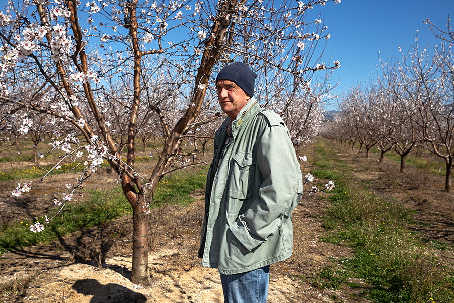 Στις αμυγδαλιές του Στρυμόνα-3
