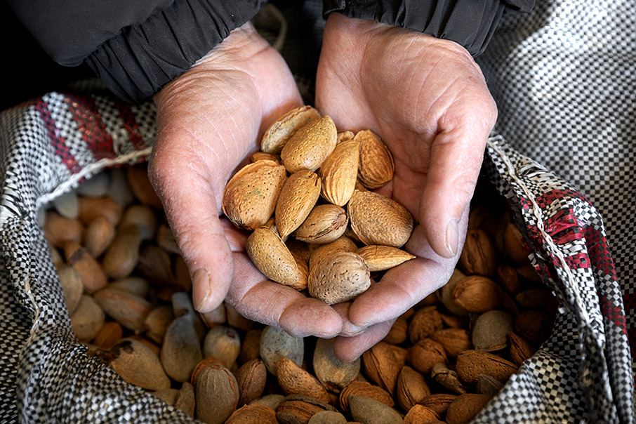 Στις αμυγδαλιές του Στρυμόνα-5