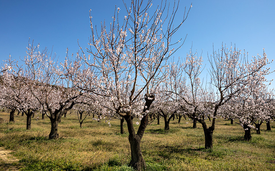 στις-αμυγδαλιές-του-στρυμόνα-561307990