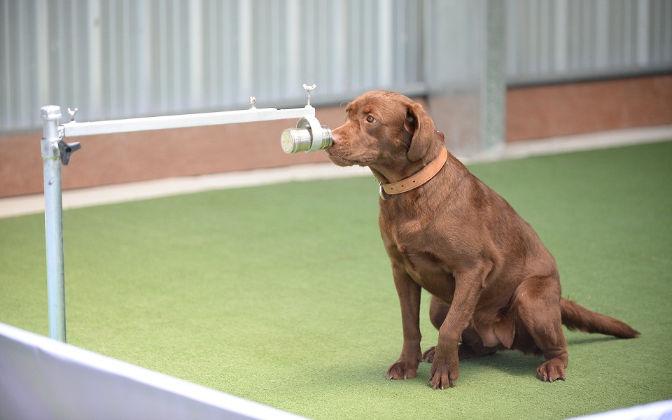 σκύλοι-με-95-ποσοστό-εντοπισμού-του-κορω-561298837