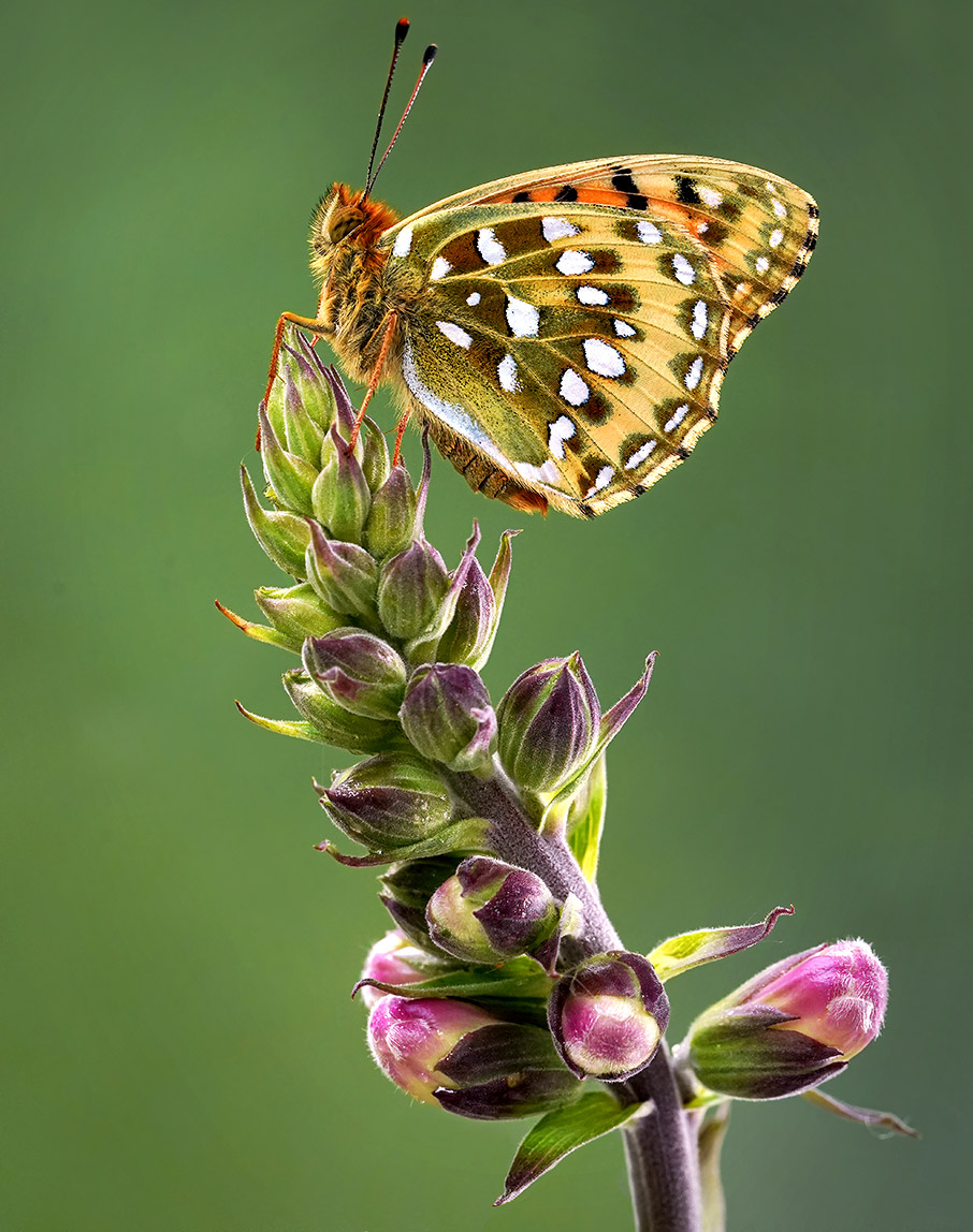 Ζουμ στη φύση-5