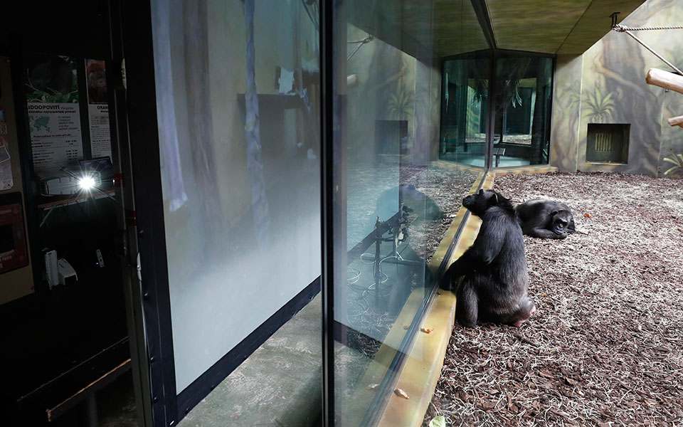 η-μοναξιά-των-χιμπατζήδων-561296812