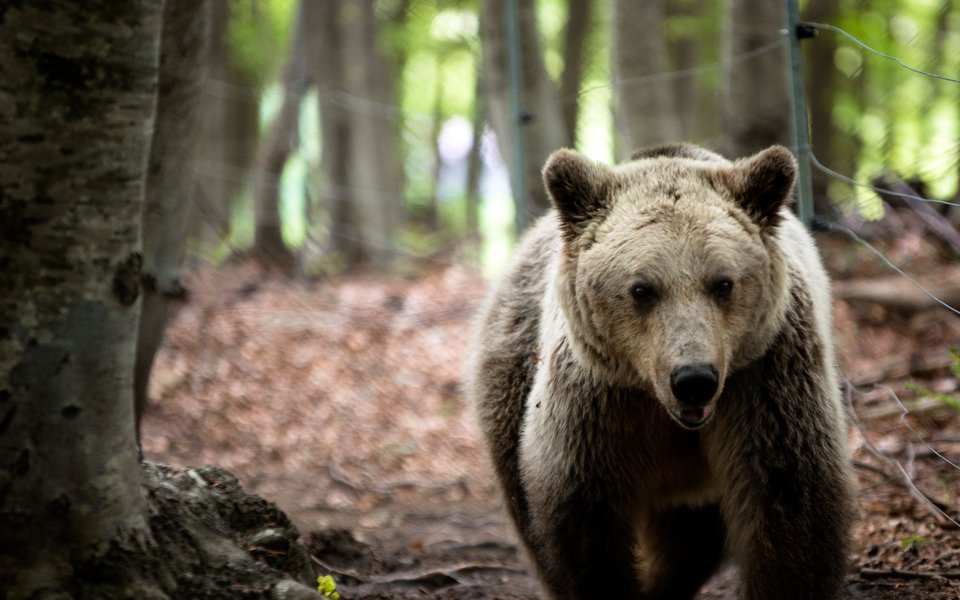 δηλητηρίαση-απειλούμενων-ειδών-με-δο-561298789