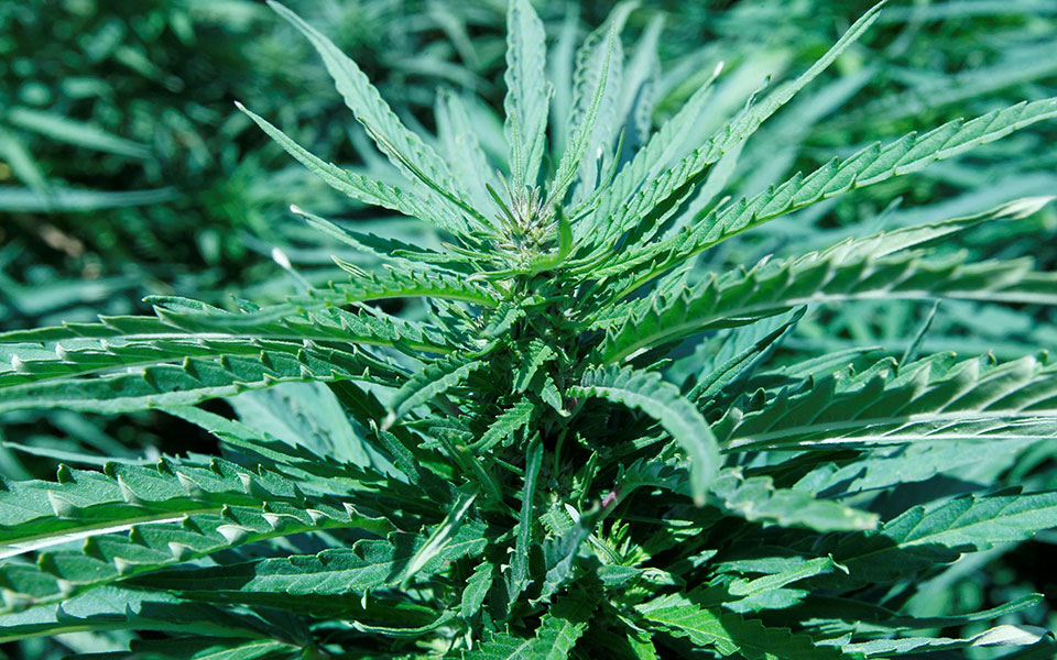 νέα-υόρκη-νομιμοποιήθηκε-η-χρήση-κάνν-561312589