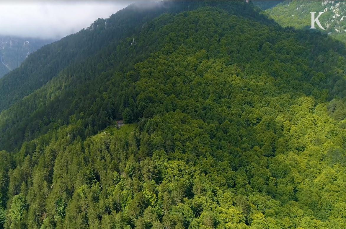 παγκόσμια-ημέρα-δασών-561302455