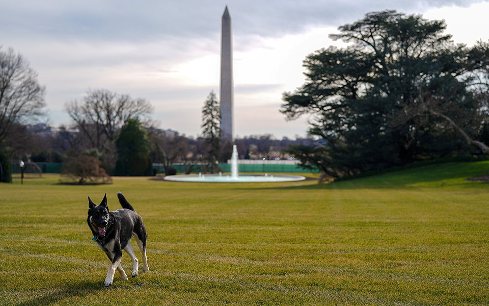 επιστρέφει-στον-λευκό-οίκο-το-λυκόσκυ-561298141