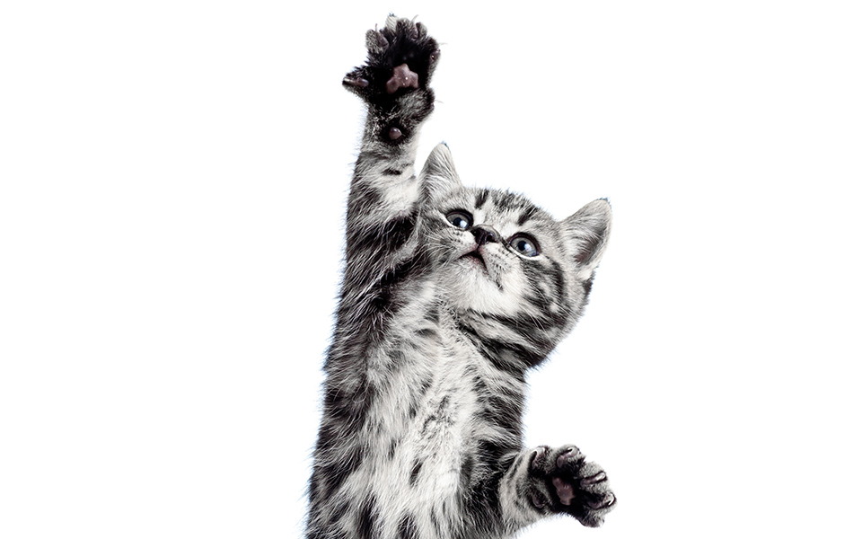 οι-καλύτεροι-φίλοι-μας-ως-πολιτικά-όντ-561294055