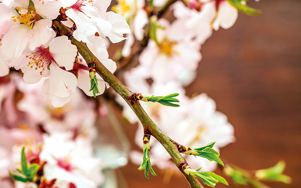 ένα-κλαδί-γεμάτο-ελπίδα-561305995