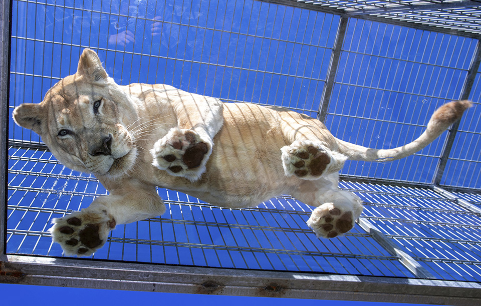 Νέα ατραξιόν