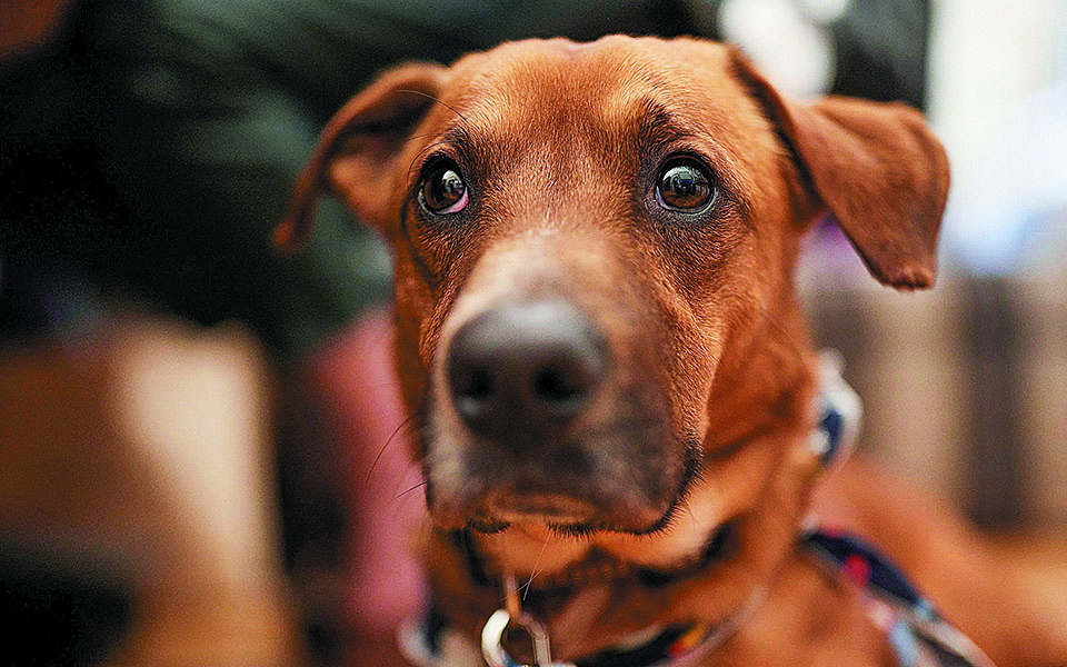 οταν-η-καλυψώ-του-προεδρικού-μεγάρου-α-561334534