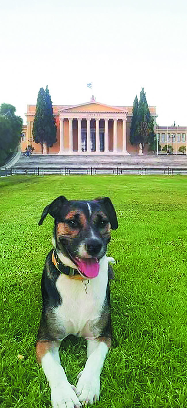 Οταν η Καλυψώ του Προεδρικού Μεγάρου απέκτησε ανταγωνιστή τον Πίνατ στο Μαξίμου-3