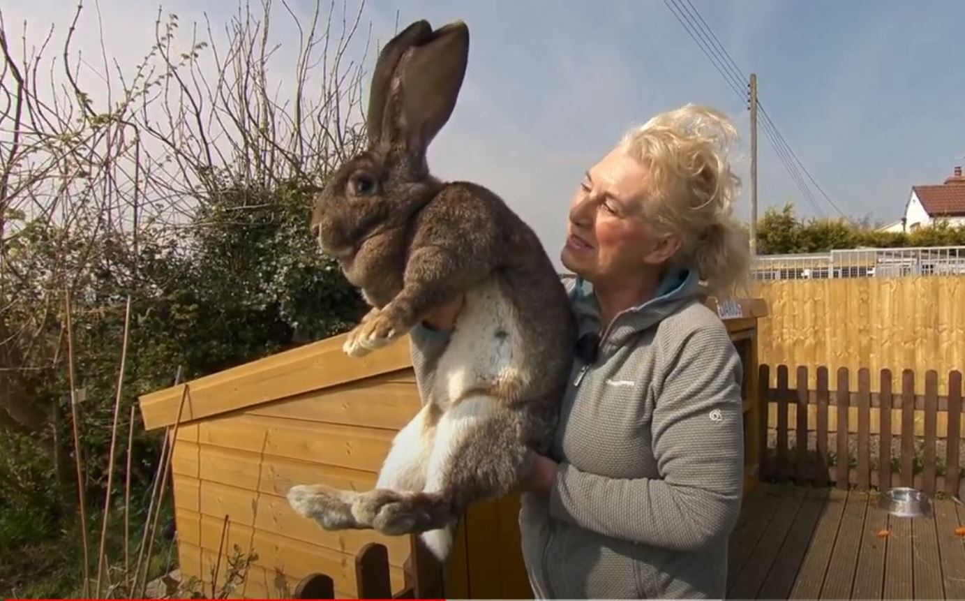 βρετανία-εκλάπη-το-μεγαλύτερο-κουνέλ-561328957