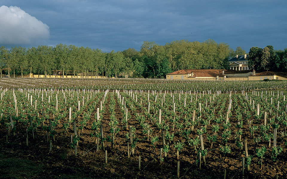 Κορίνα Μεντζελοπούλου: Η Ελληνίδα στον «θρόνο» του γαλλικού αμπελώνα-1