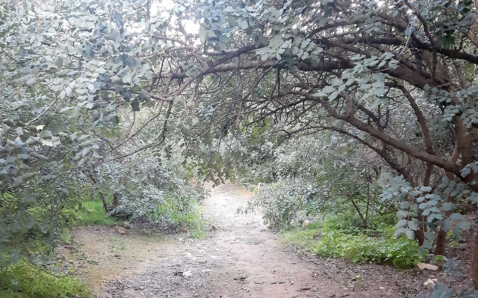 δασικοί-χάρτες-παράταση-6-μηνών-στη-δια-561319429