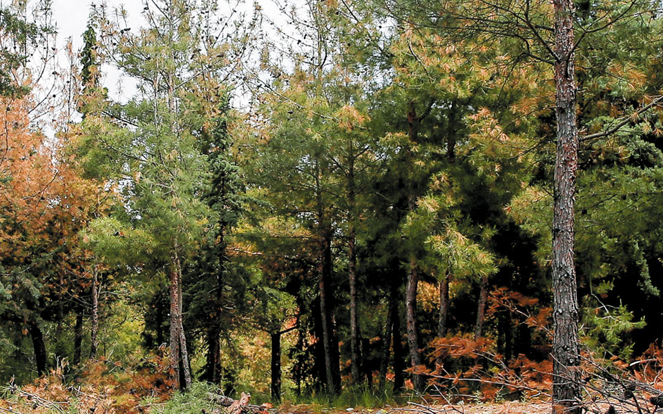 ρύθμιση-για-τα-ζητήματα-δασικών-χαρτώ-561314176