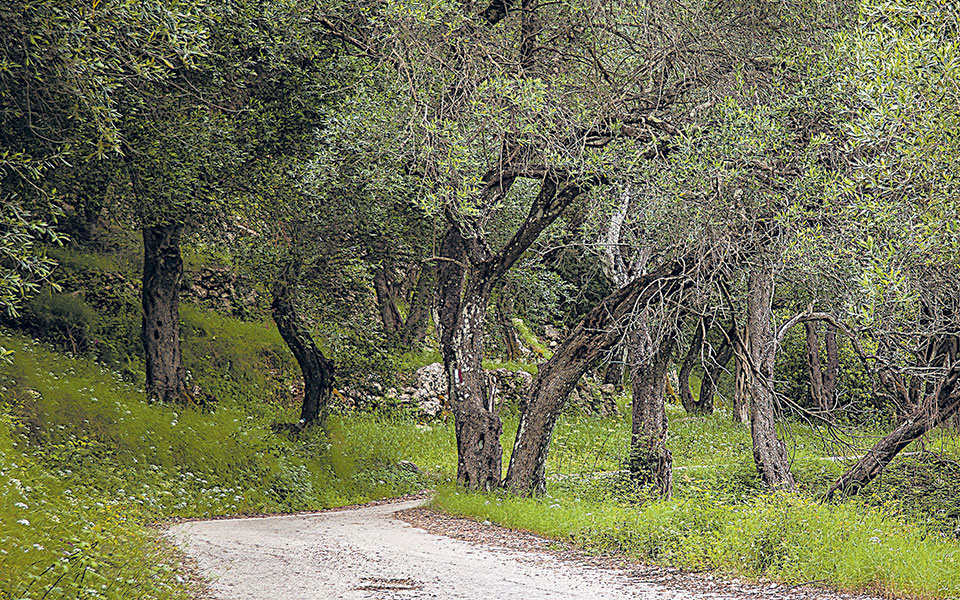 δασικοί-χάρτες-αρχίζουν-άμεσα-οι-διορ-561328609