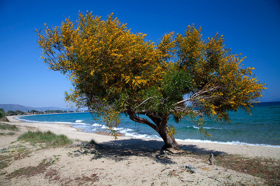 Τιμή στην Ίσιδα-1