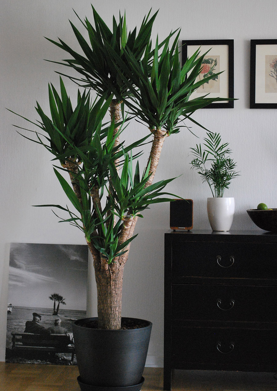 5 εντυπωσιακά εξωτικά λουλούδια για το σπίτι σας-5