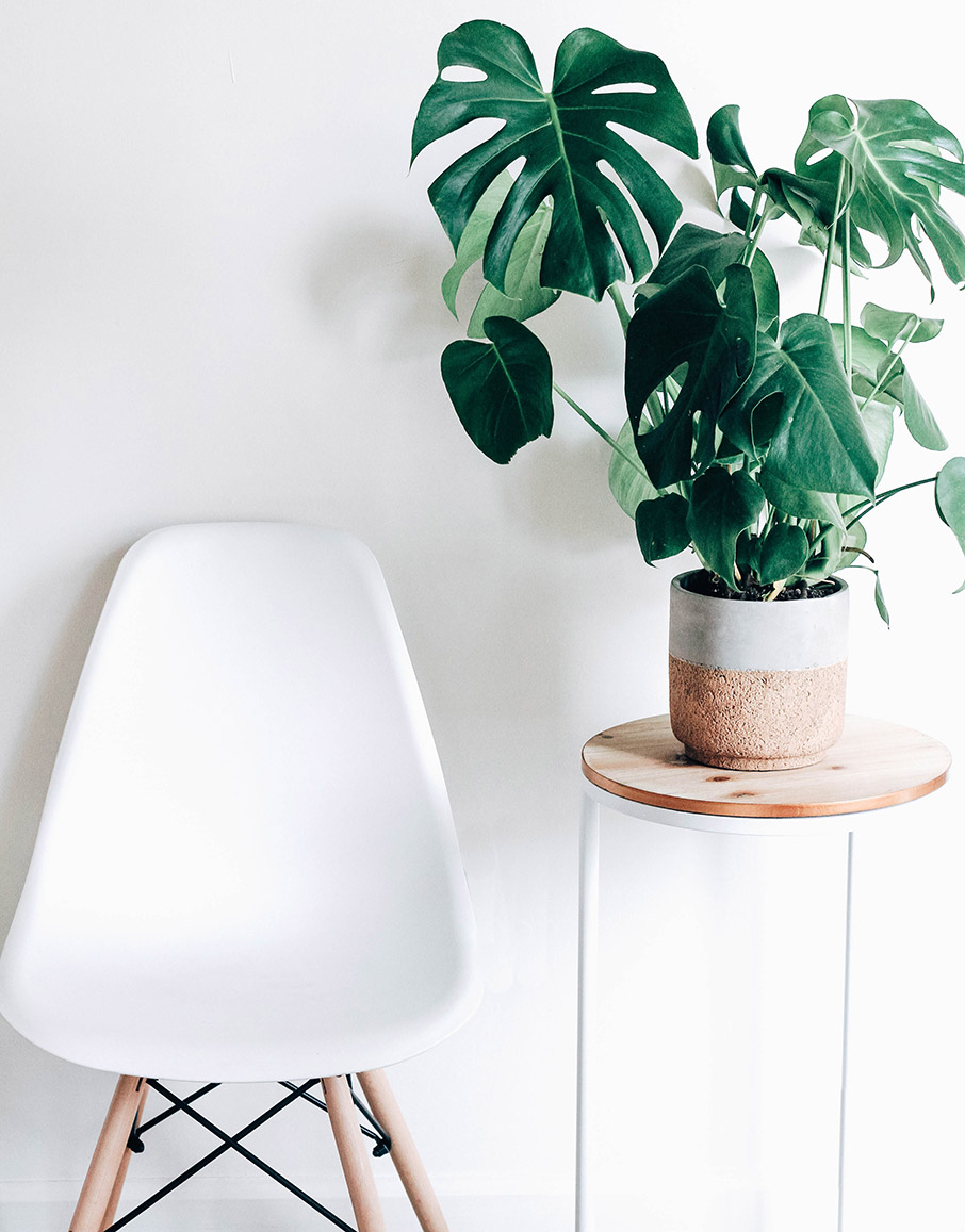 5 εντυπωσιακά εξωτικά λουλούδια για το σπίτι σας-1