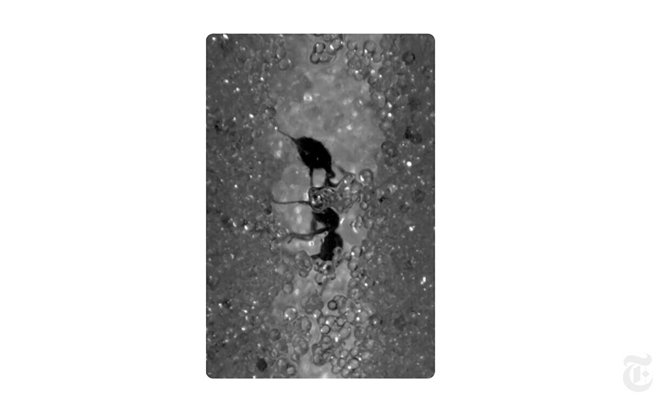 βίντεο-nyt-πώς-τα-μυρμήγκια-αποφεύγουν-τ-561324373