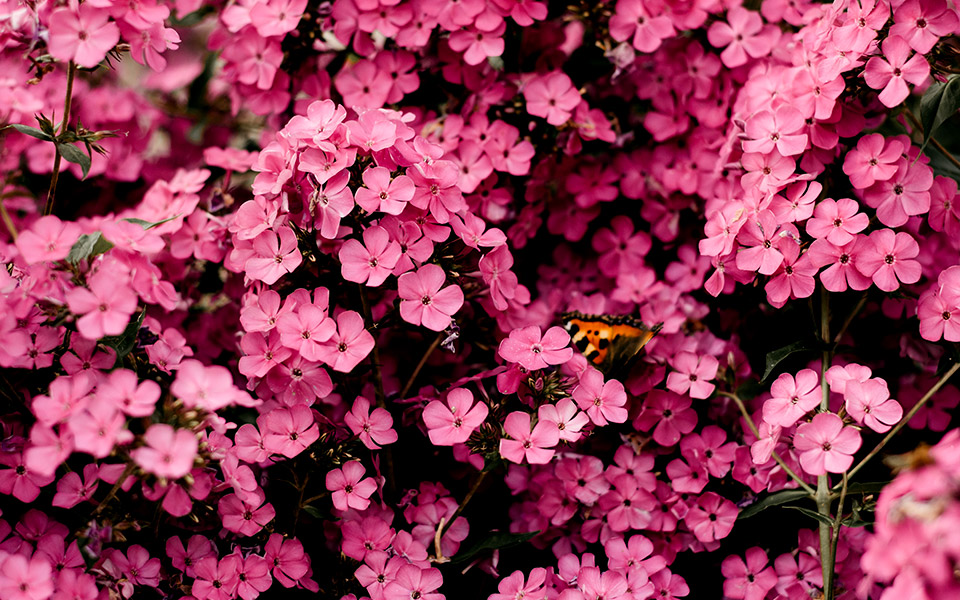 5-φυτά-κατάλληλα-για-σκιερές-γωνιές-561335875