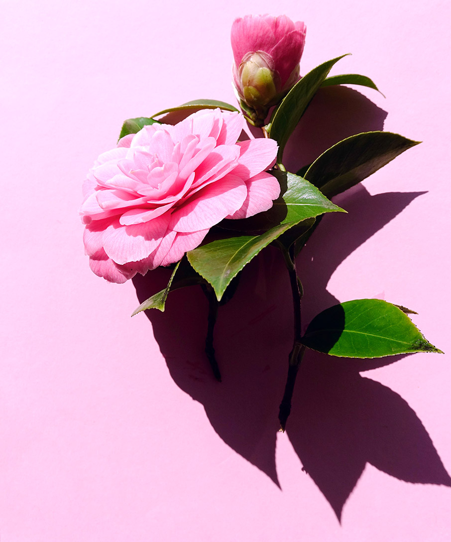 5 φυτά κατάλληλα για σκιερές γωνιές-1